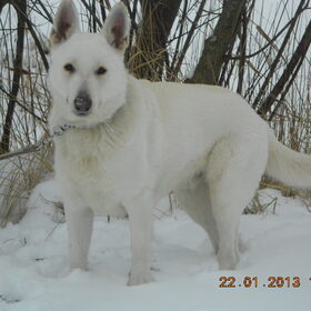Hondenfoto van Margarethe & Shiro