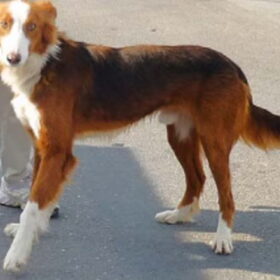 Petter de langharige podenco