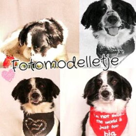 Hondenfoto van Angelique; Bruno, Charlie & Fenna  