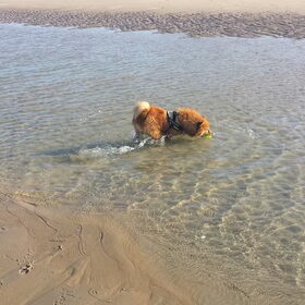 Hondenfoto van Melisa & Mylo