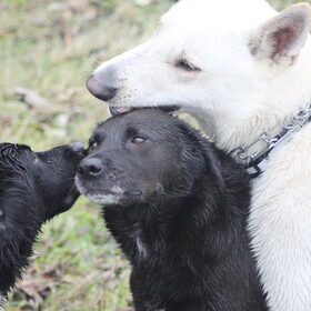 Hondenfoto van Margarethe & Shiro