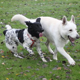 Hondenfoto van Margarethe & Shiro