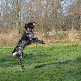 Hondenfoto van Maks met Fenna & Yuna
