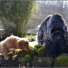 Hondenfoto van Maks met Fenna & Yuna