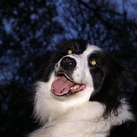 Hondenfoto van Bugs      **Taz**