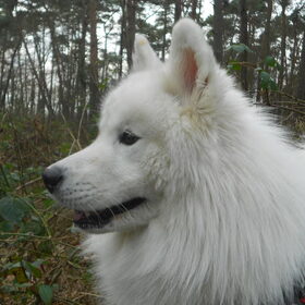 Hondenfoto van Team Black & White