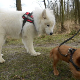 Hondenfoto van Team Black & White