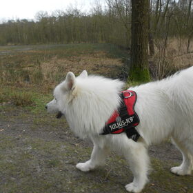 Hondenfoto van Team Black & White