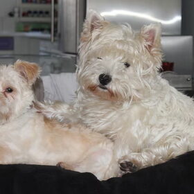Bodi & Bink als we Bodi er net bij hebben.