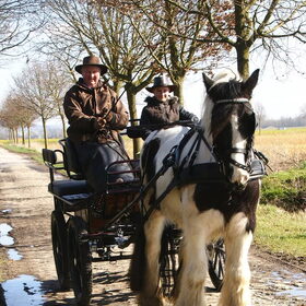 Hondenfoto van Tamara,Kallista & Marcel, Hercule †, Yordi †