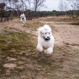 Op de heide, lekker rennen!