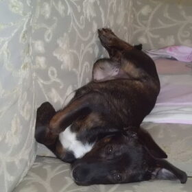 Joy, 15,5 weken oud