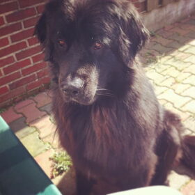 Hondenfoto van Anouk & Balou<3