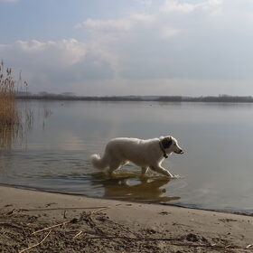 Hondenfoto van Fons & Isha