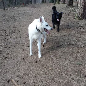 Hondenfoto van Manon, Silver Sky&Malaika