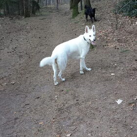 Hondenfoto van Manon, Silver Sky&Malaika