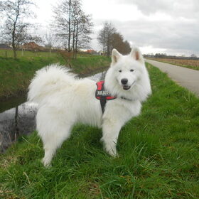 Hondenfoto van Team Black & White