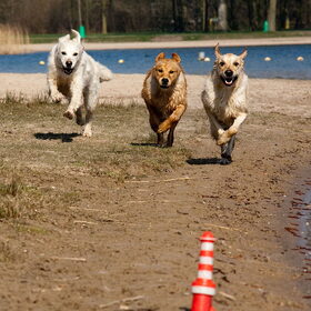 Hondenfoto van Golden Girls 