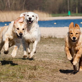 Hondenfoto van Golden Girls 