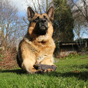 Hondenfoto van Inge & Danger