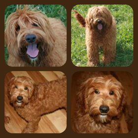 Reece collage. Vader van onze toekomstige puppy!