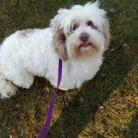 Kerbe. Mama van onze toekomstige puppy!