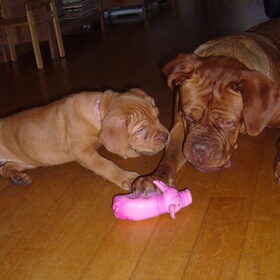 Samen spelen met het varken :-)