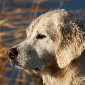 Hondenfoto van Golden Girls 