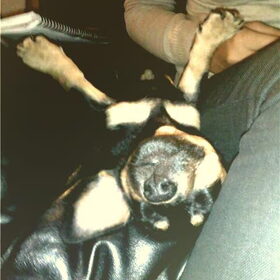 Jack Russel black and tan, of vleermuis