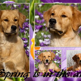 Hondenfoto van Golden Girls 