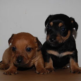 Djago samen met zijn broertje Storm..