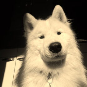 Hondenfoto van Team Black & White