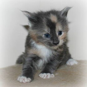 Mystic 4 weekjes