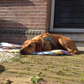 Hondenfoto van Anne-Wil (baasje van Juno)