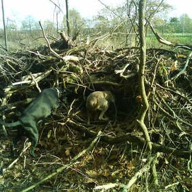 Boswandeling:Zoek de honden