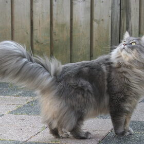 Wollie de Wolf