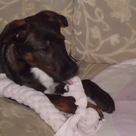 Hondenfoto van selina
