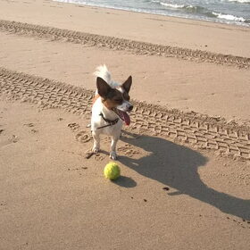 Hondenfoto van Romeo en Rocky