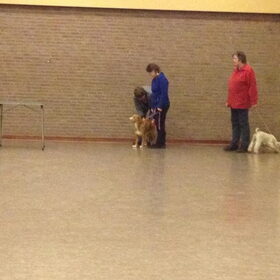 Ringtraining Diva 1x