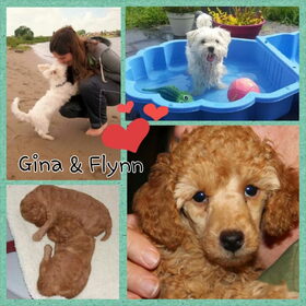 Hondenfoto van Inge, baasje van Gina, Flynn en Wobbe