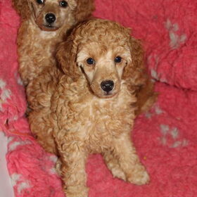 Flynn en zijn zusje 6,5 weekjes oud