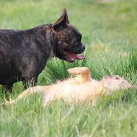 Hondenfoto van Ziva †, Bullie †, en Bandhu