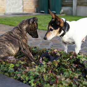 Hondenfoto van Tom -  (Speedy & Jacky†) - Milo & Ozzy. 