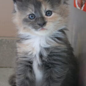 Mystic 5 weekjes