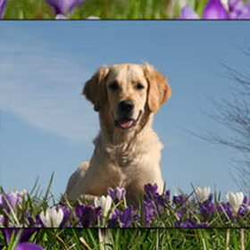 banner yellowsweets.nl
