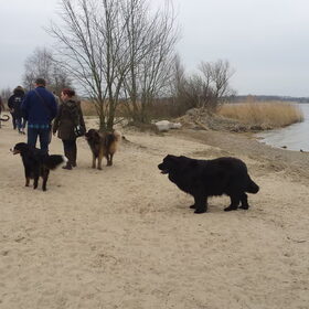 Hondenfoto van Fons & Isha