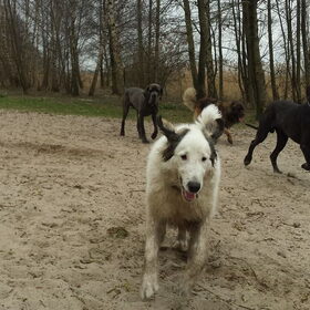 Hondenfoto van Fons & Isha