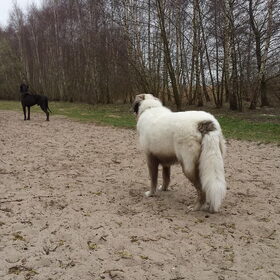 Hondenfoto van Fons & Isha