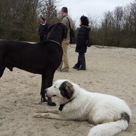 Hondenfoto van Fons & Isha