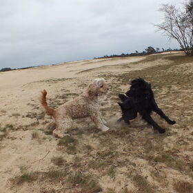 Hondenfoto van Cinderella - Dusty & Ziva 